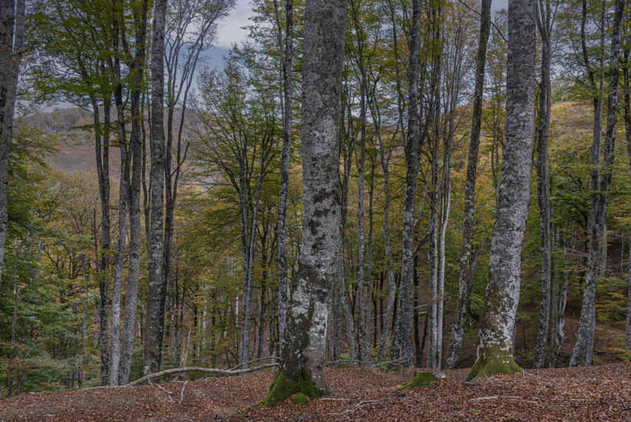 Comunidad Foral de Navarra 117 - Selva de Irati.jpg